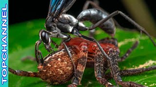 10 Especies de insectos más grandes del reino animal