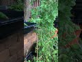 NEWBIE GARDENER WITH MR YAH PART 2