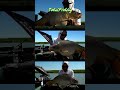 MicorpeleteTotalFishing Halibut Impact