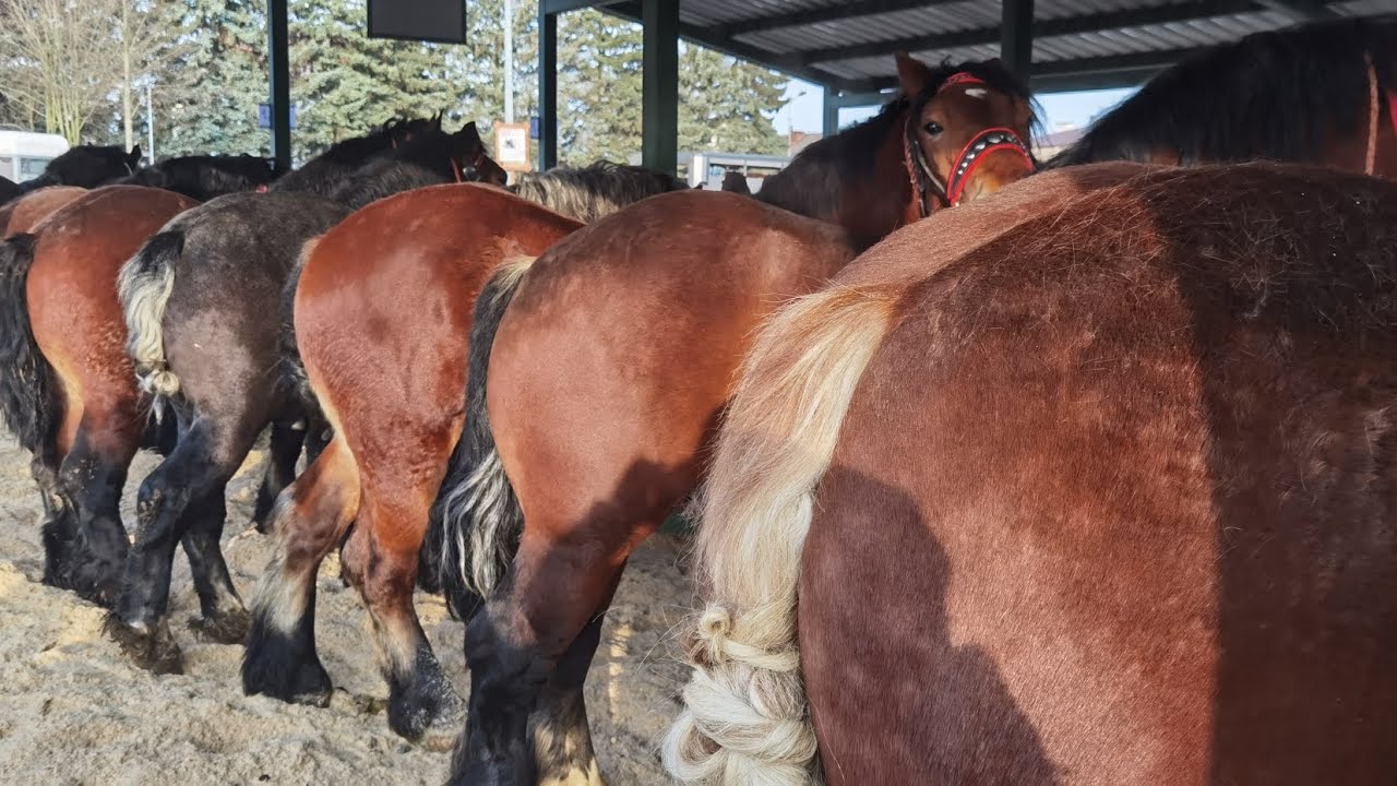 Târgul de cai Skaryszew - Polonia 19 Februarie 2024
