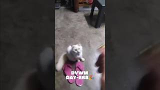 DVWM Day -268🎉 #alnihra #minivlog #dailylife #PetCare #explorepage #ytshorts #ytviral #ytshortsindia