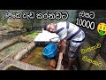 Koi පැටැවු ගැහුව කියන්නකො🤩පැටැවු ලක්ශයක් විතර ඉන්නව🤑🤑