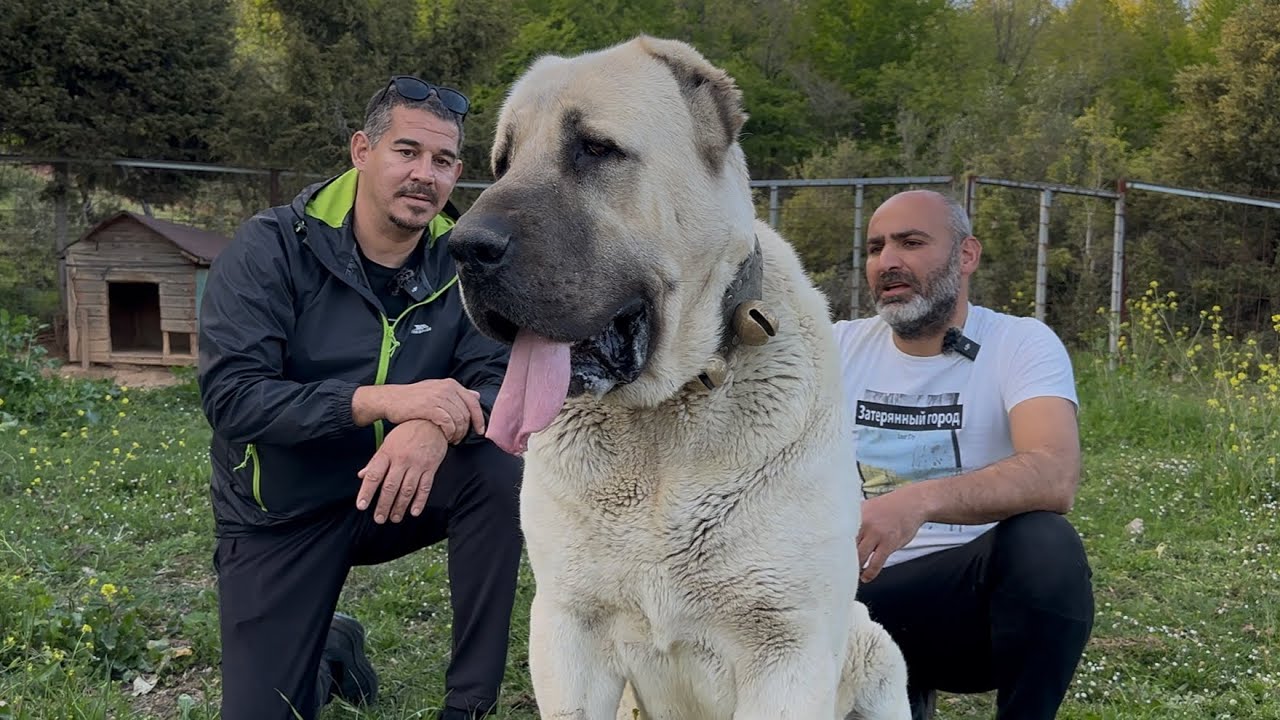 100 KG AĞIRLINDAKİ DEV ÇOBAN KÖPEĞİ ~ TUNA BALTA