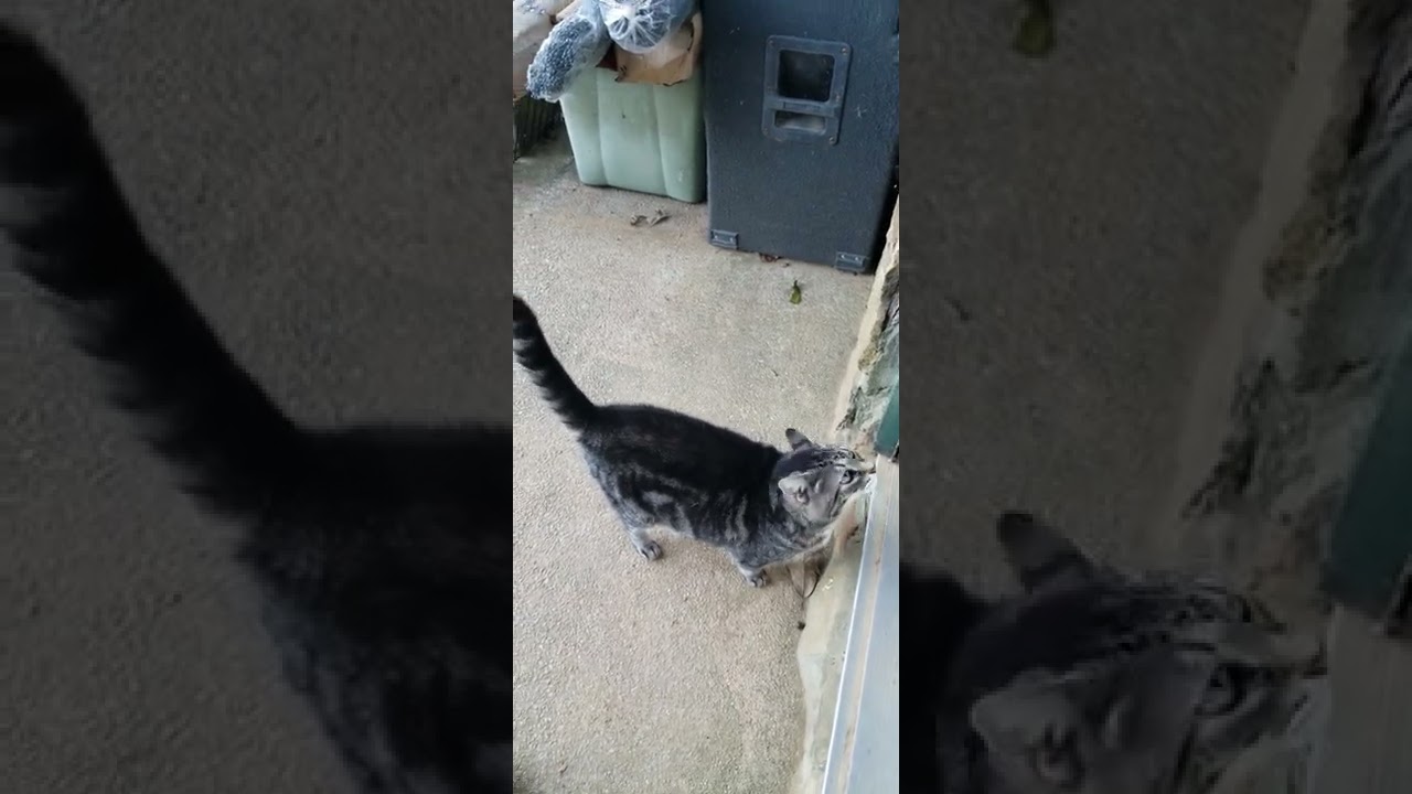 BJ KITTY sits on request...usually ♡ YouTube