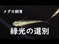 【メダカ飼育】緑光の選別 種親選びから販売品選びまで