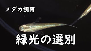 【メダカ飼育】緑光の選別 種親選びから販売品選びまで