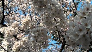 Ueno Park 20120409 8