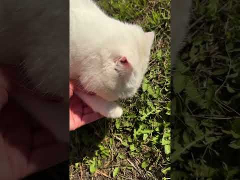 Самая большая ошибка в его жизни #животные #животный_мир