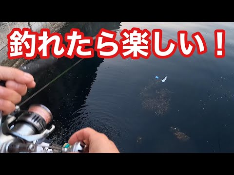 【車降りたらすぐに釣り】久し振りの釣れっぷりに楽しい釣りが出来ました。