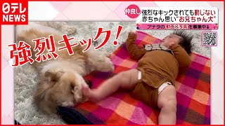 【仲良し】“我慢強い”…赤ちゃん思いの犬のマモルくん