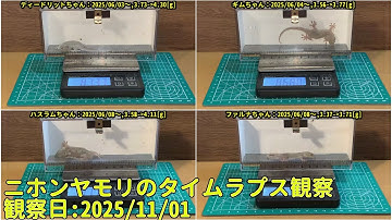 【Memorandum】 2025年11月01日 RPi-Cam-Web-Interfaceを用いたニホンヤモリのTimelapse観察
