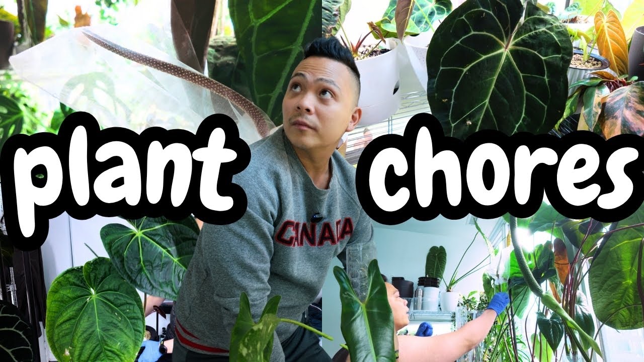 🌱 morning plant care | watering, feeding, pollinating, talking lol