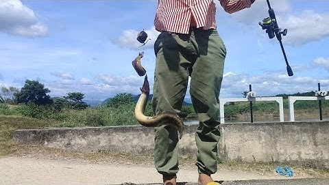 Hướng dẫn cách câu cá chạch sông và bài mồi dụ cá chạch