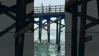 #2026 #sealbeach #bigwaves #nothside