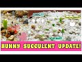 MONILARIA MONILIFORMIS aka bunny succulent UPDATE | bernee bee