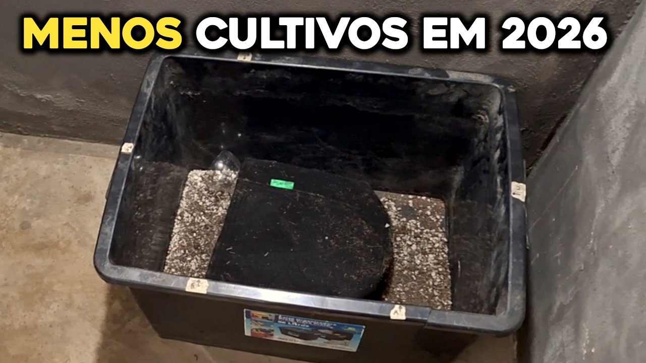 Por que decidi reduzir meu cultivo indoor em 2026