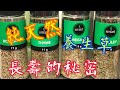 《純天然養生草》💯 長壽的秘訣 😘￼抗氧化能力高🥰 香氣四溢🧡 抗發炎👍🏻 淨化血液