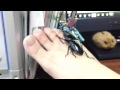 オオクワガタ