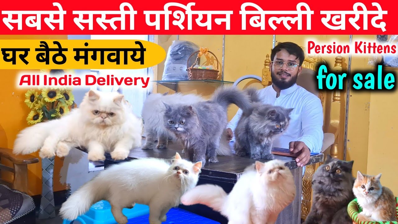 Persion Cat Market in Lucknow 🐈‍⬛ |Persian Kittens |Lucknow Cat Market |Cat Shop Lucknow 