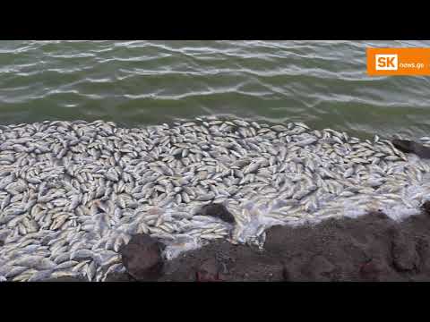 სოფელ ბავრას ტბაში თევზი იხოცება