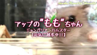 アップのももちゃん【ハムスターを飼うと癒されますね。】