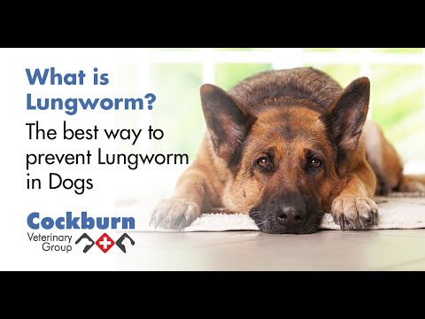 Lungworm infection in Dog|clinical signs|treatment