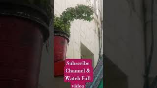 How to Make Jade Plant Topiary 2025 🌿 | Easy DIY Jade Shaping &amp; Care Tips | Gardening with Zaim