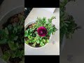 Ranunculus