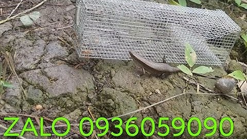 Video cận cảnh rắn mối vào lồng. Bẫy rắn mối. Bán bẫy rắn mối. Bán bẫy dông cát.