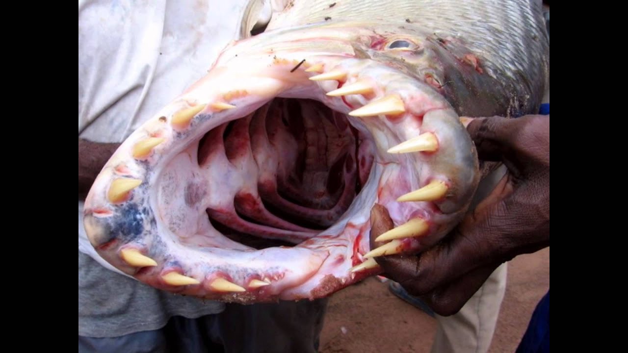 Рыба живущая в африке. Рыба тигр Голиаф. Речные монстры тигровая рыба Голиаф. Тигровая рыба Голиаф нападение. Рыба Голиаф Конго.