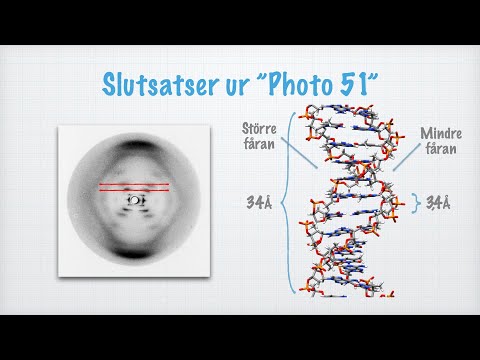 DNA-molekylens grundläggande struktur