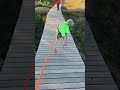Weimaraner Liebe Endlos Hunting Dog. Naturschutz Gebiet bei Prerow