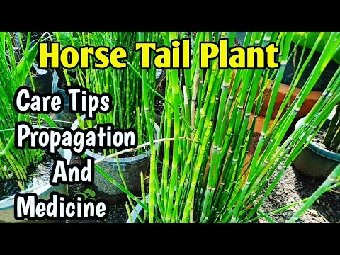 Video: Ang Mga Nakapagpapagaling Na Katangian Ng Horsetail