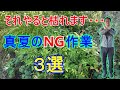 【ガーデニング初心者必見】プロガーデナーが紹介する真夏にやってはいけない作業3選