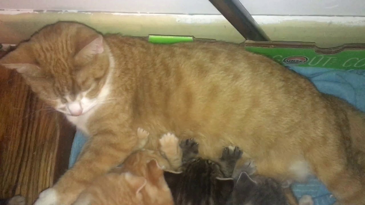 Mother Cat Nursing Her Baby Kittens 