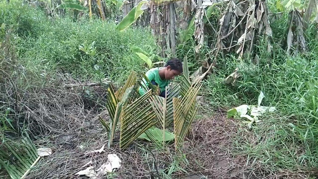 Menangkap burung keruak,dengan ini 