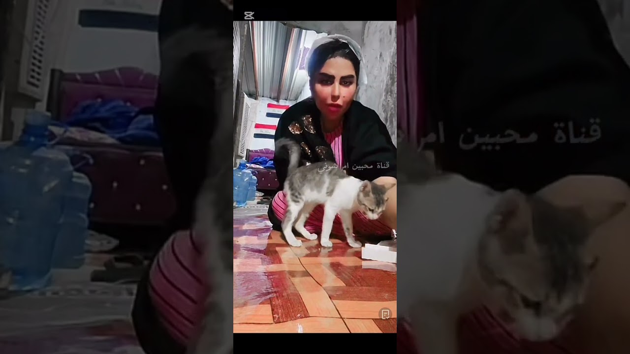 مصار چاي وبسكت اجاني علاوي وبشيشين بالعركه والبزازين حتى بالچاي يركضن وراي #زينب_بنت_الديوانيه 