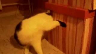 Wybryki mojej Tequilki! screenshot 1