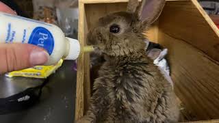 How To Bottle Feed Baby Bunnies | MTWTMAB Episode 2