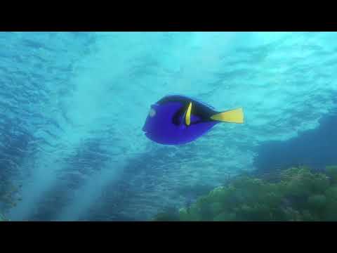 Finding Dory Dory Meets Marlin