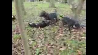 Staffik Stafik - 4 Mies. - 28.12.2013 Terierkowo