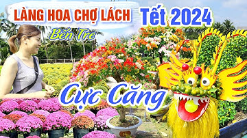 CỰC CĂNG TẾT 2024 CÚC MÂM XÔI HÀN QUỐC - KIỂNG ĐỘC LẠ TẠI LÀNG HOA CÁI MƠN CHỢ LÁCH BẾN TRE