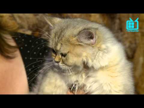С хозяином рядом. Кошки: Египетская Мау, британец, перс