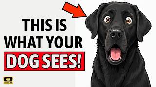 your dog doesnt think youre human the shocking truth