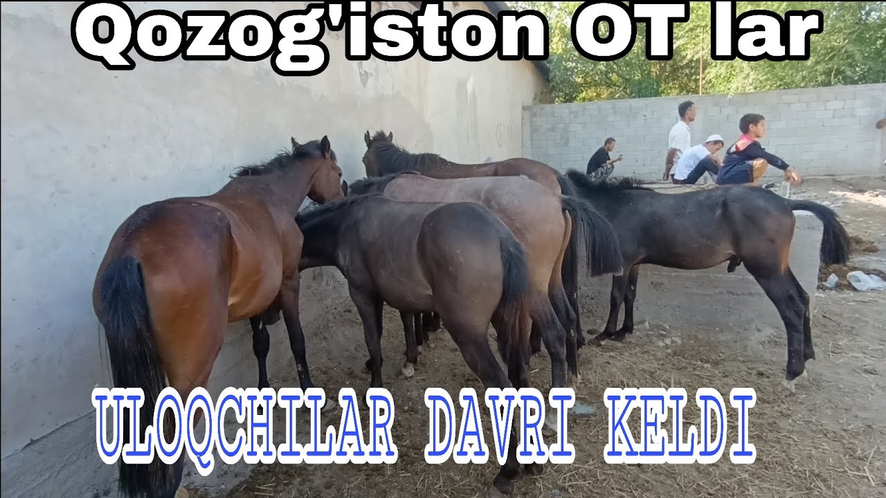 Kirgizron Uloqchi OT lar keldi 🐎🐎🐎