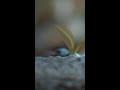 Luna Moth Transformation and Adaptations
