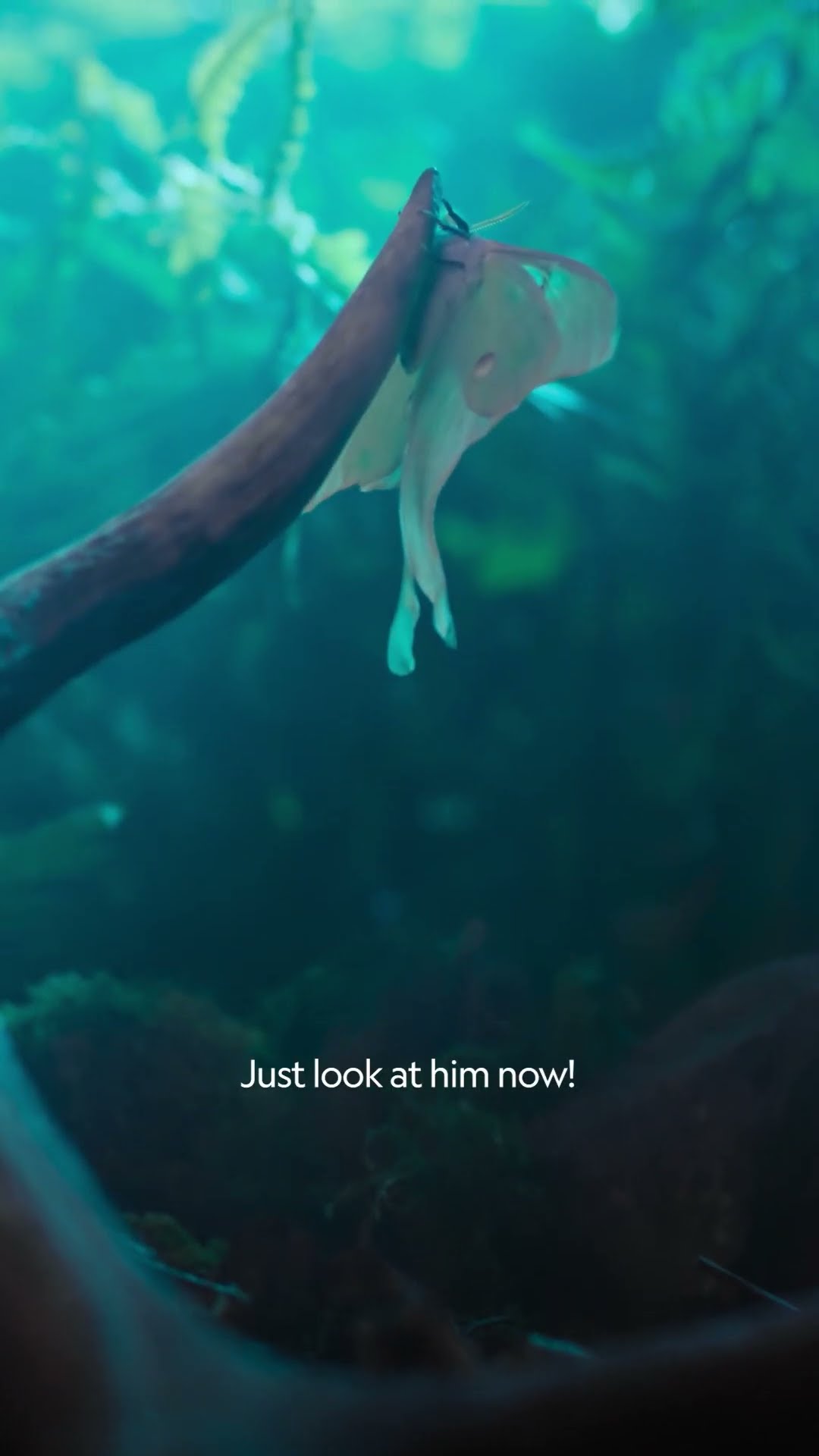 There's more to a luna moth's wings than helping them fly—as this mouse discovers #ARealBugsLife