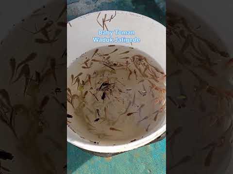 #mancing