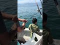 We Catch em all in Puerto Vallarta