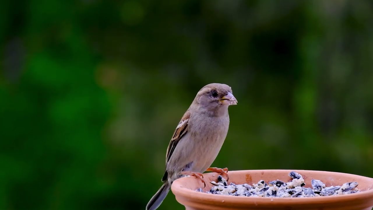 BIRDS SOUND EFFECT NCS | MORNING BIRDS CHIRPING